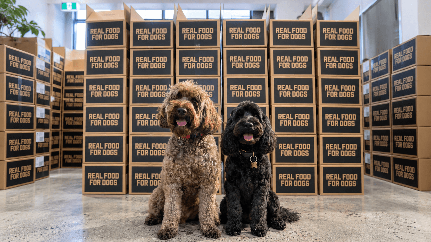 The Butcher's Dog with Real Food For Dogs delivery boxes